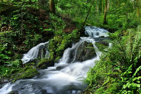 Waterfall in a deciduous forest in the mountains