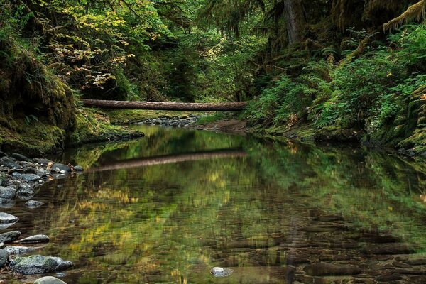 Rivière de la forêt avec pont en bois tombé
