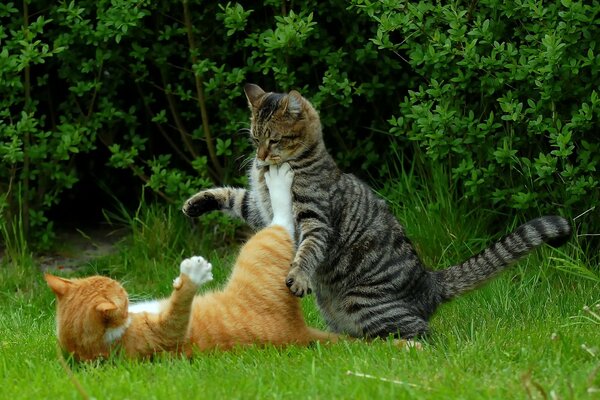 Los gatos juegan Kung Fu en la naturaleza