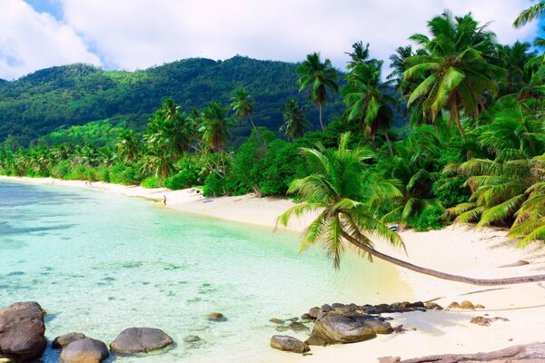 Beach with palm trees and sand