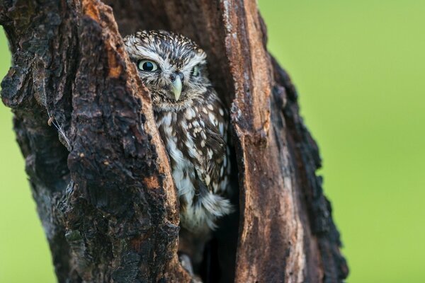 Le hibou a grimpé dans le creux et regarde ce qui se passe