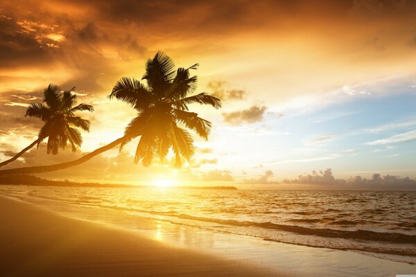 Palmiers sur la plage dorée