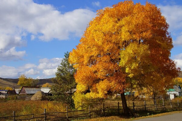 Autumn tree on the background of the village