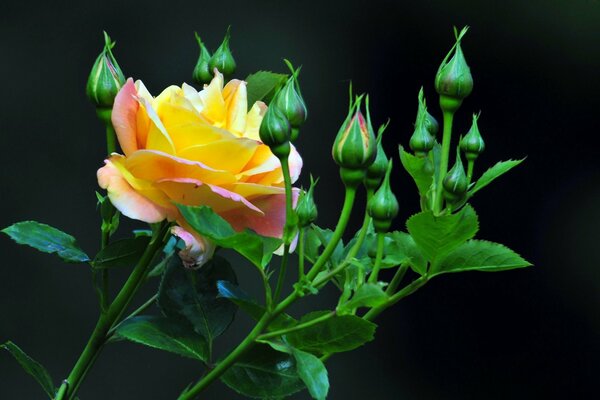 Rosebuds and one yellow rose