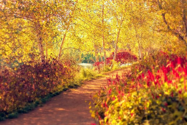 A path in the autumn forest will lead to happiness