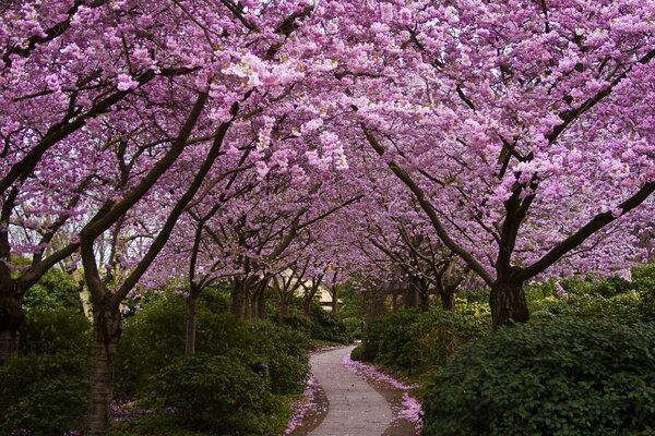 Flor de cerezo en un Jardín japonés