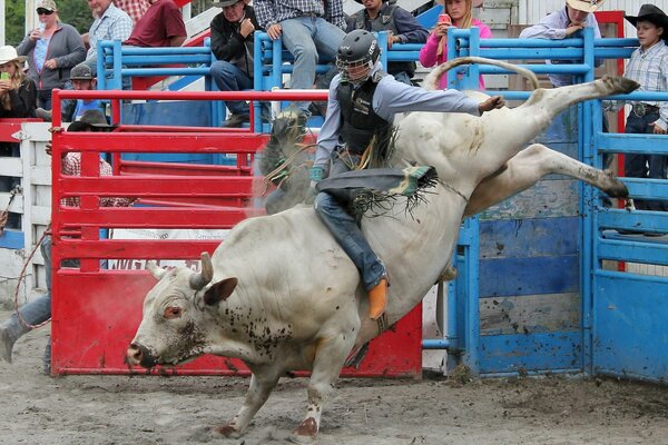 Entretenimiento inusual Rodeo y animales pobres