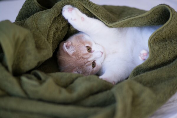 Gatito jugando en una manta verde