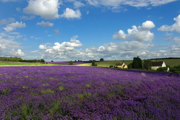 Taskan landscape flowers sky and houses