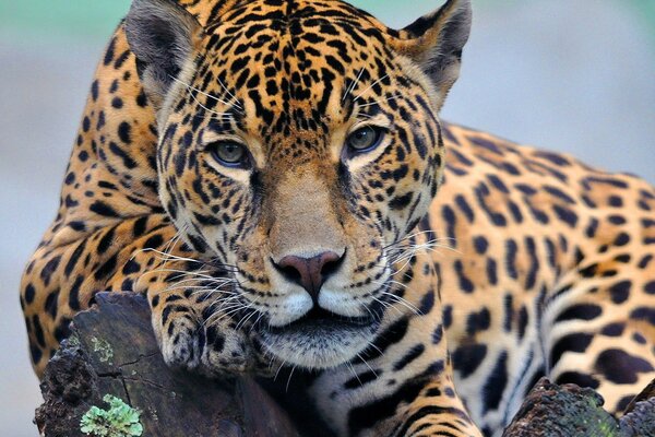 Un hermoso Jaguar con una mirada atenta está en la naturaleza