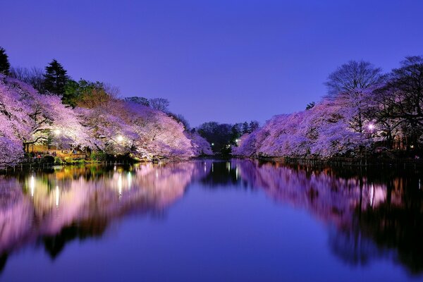 Laghi con illuminazione a Tokyo nel parco