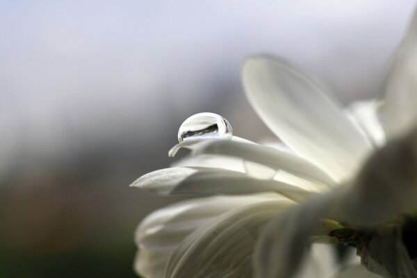 Macro petali di fiori con rugiada