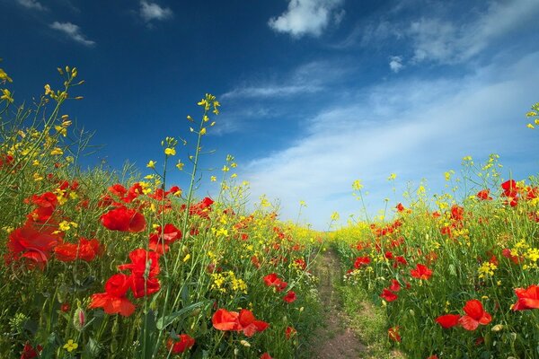 A path among a field of poppies