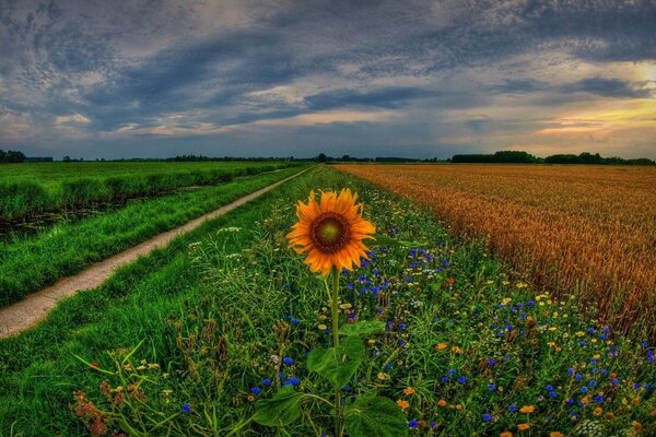 Tournesol dans le champ. Hollande. Groningue