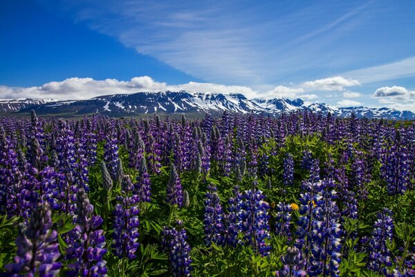 Champ de fleurs. Lupins. Islande