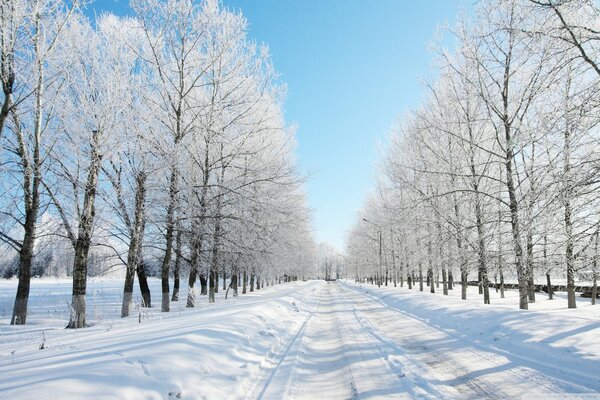 Bäume auf einer verschneiten Straße im Winter