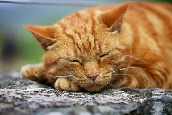 Dorosły rudowłosy kot śpi na ulicy Na Gałęzi Drzewa