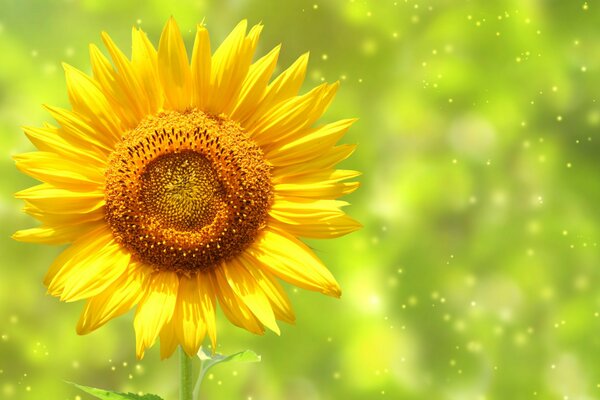 Girasole giallo brillante nel campo