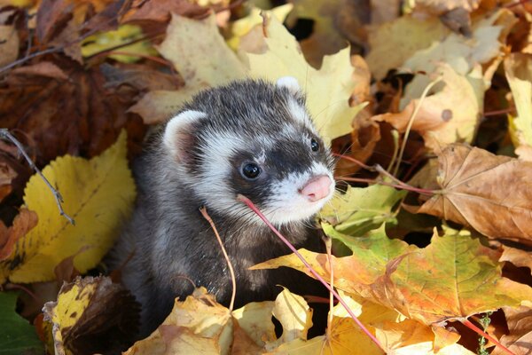 Ferret s muzzle on the background of autumn foliage