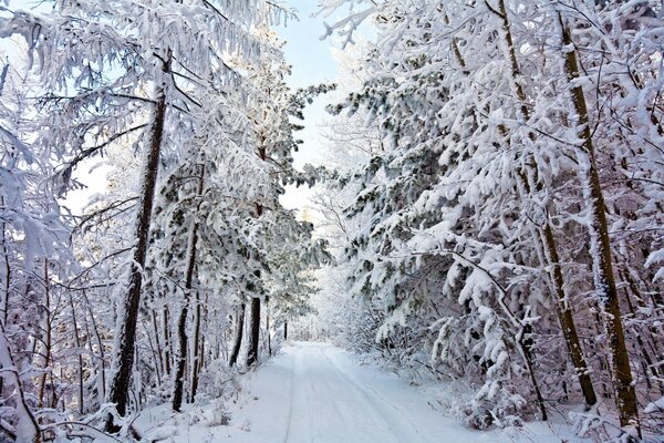 Winterlandschaft mit Winterstraße