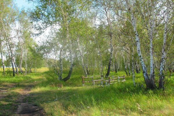 Sentier parmi les bouleaux au printemps dans la forêt