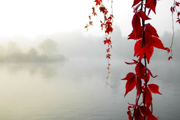 Ramo con foglie rosse sullo sfondo del Lago fiore rosso con gocce su sfondo nero