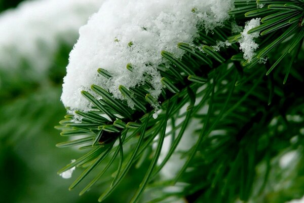  Bonnet de neige sur une branche verte