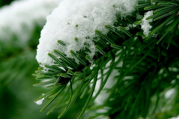  Cappello di neve su un ramo verde