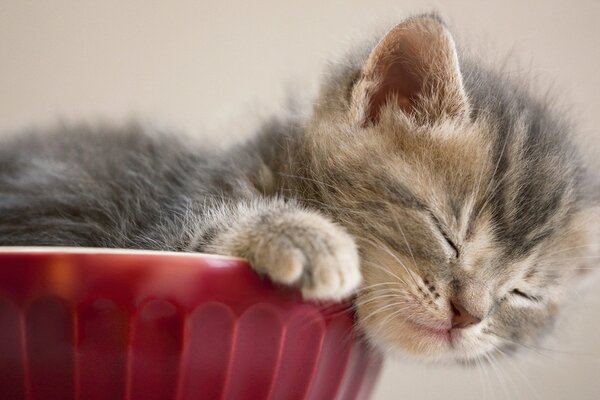 Piccolo gattino grigio che dorme dolcemente in un vaso di fiori rosso