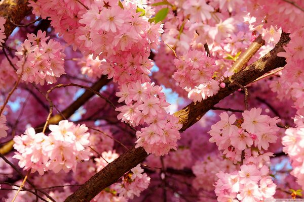 Pink flowers on sakura branches