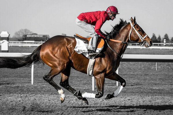 Ein männlicher Jockey reitet auf einem Pferd