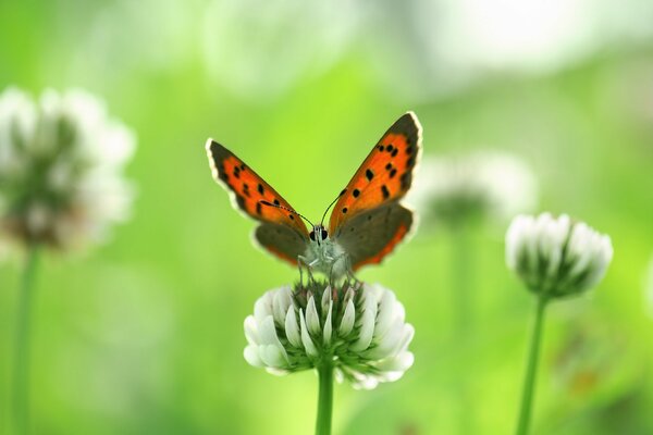 Hermosa mariposa sentada en un trébol