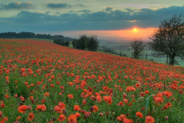 Feld mit Mohnblumen bei Sonnenuntergang