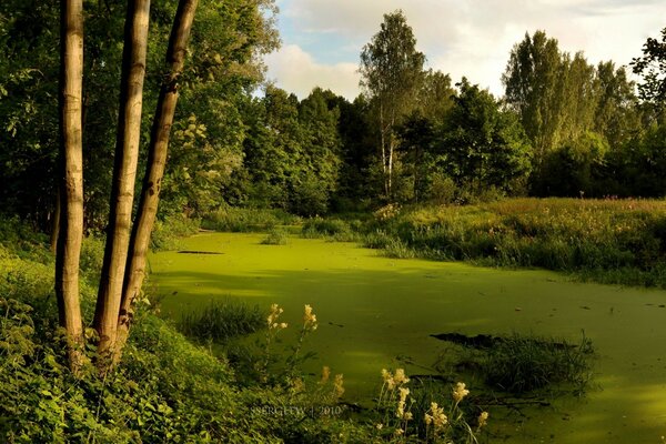 Forest and green river and path