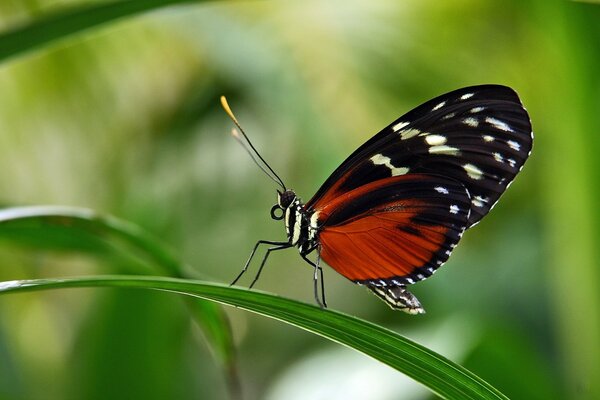 Papillon panaché hélicoïde se trouve sur une feuille