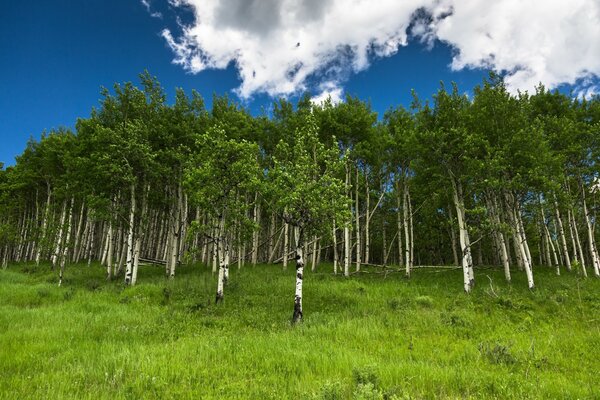 A large grove of birch trees