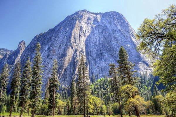 Montañas y bosques. UU. Parque nacional de Yosemite