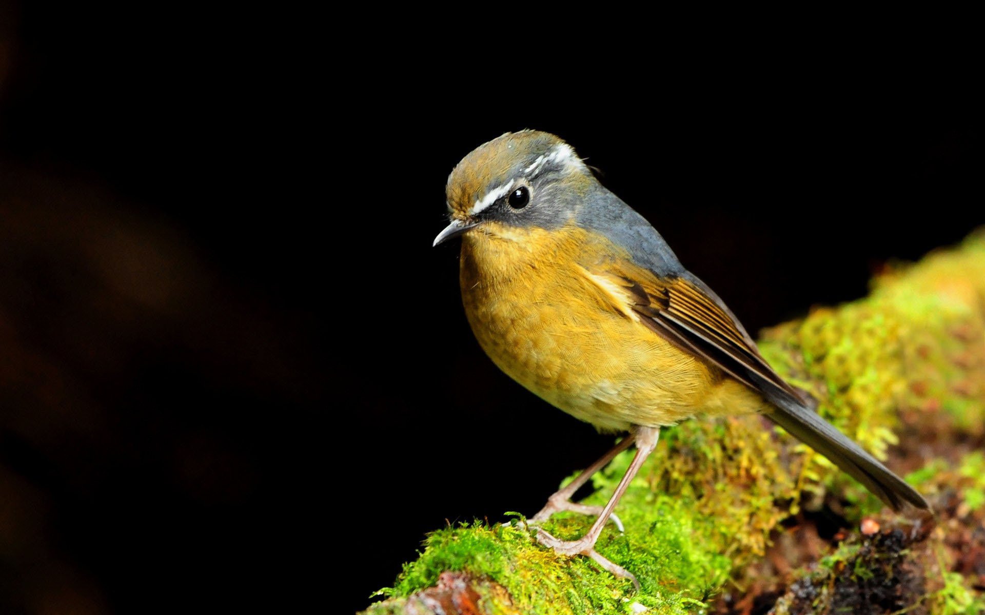 oiseau mousse journal gros plan jaune