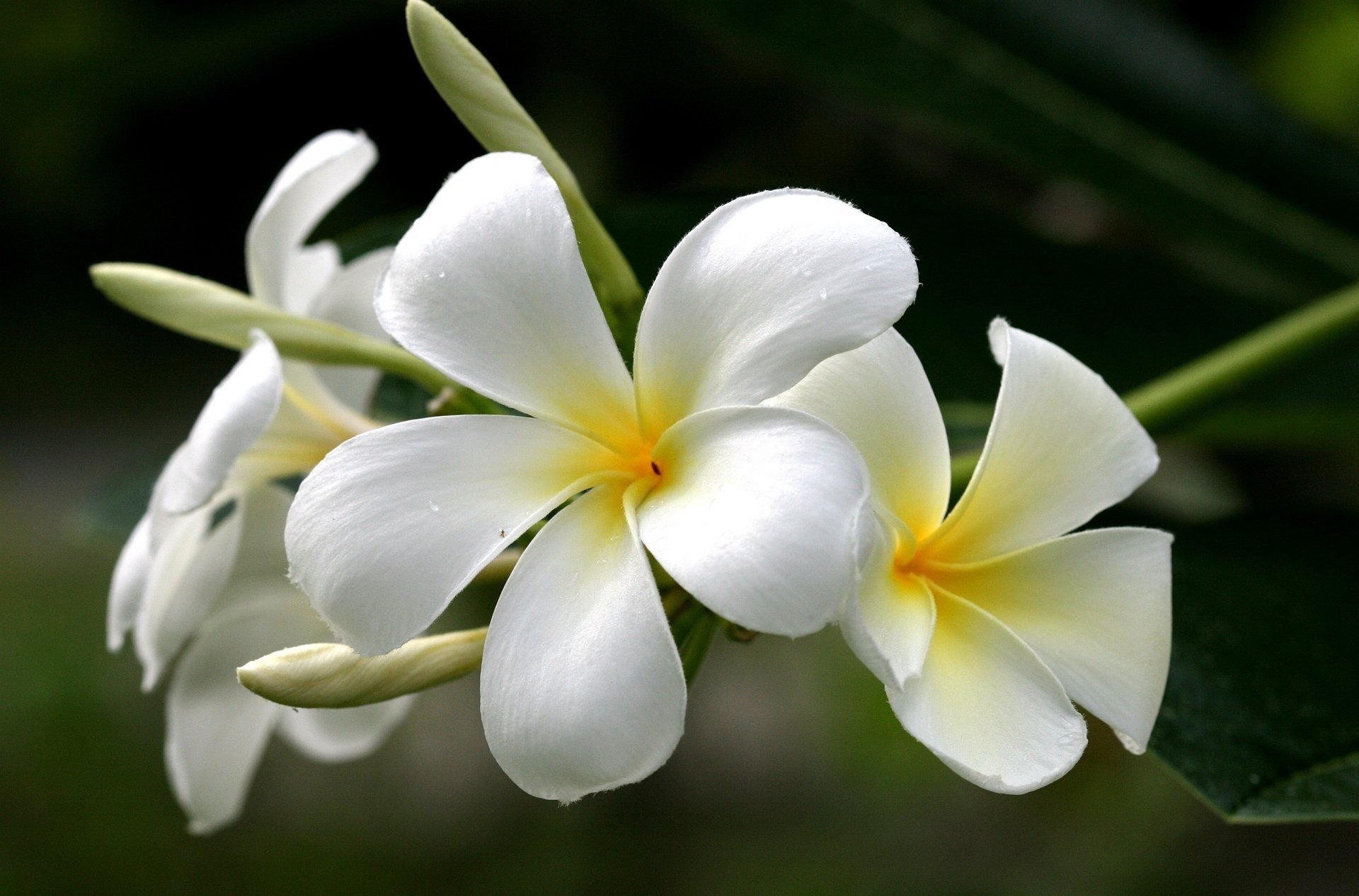 plumeria biały kwiaty frangipani żółty