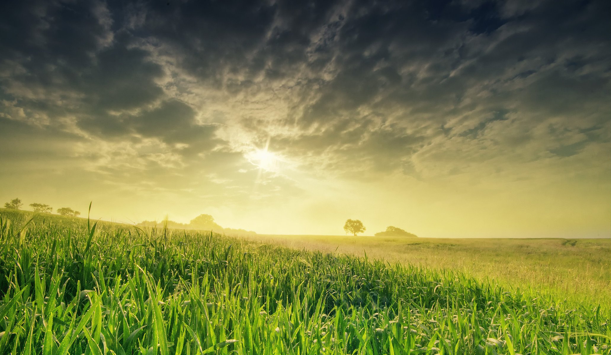 sommer sonne himmel abend gras