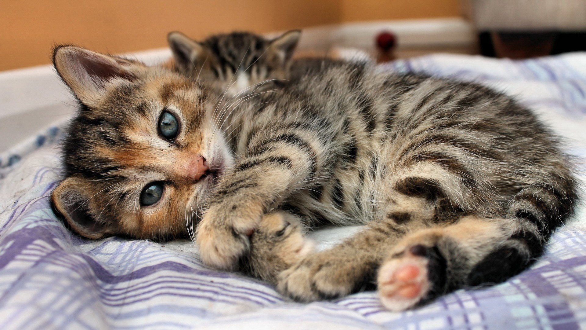 gato mirada gatito mentiras ojos rayas cama