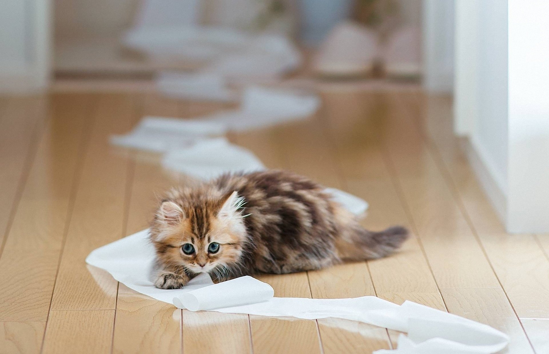 chat toilette planches ben torode chaton papier plancher daisy