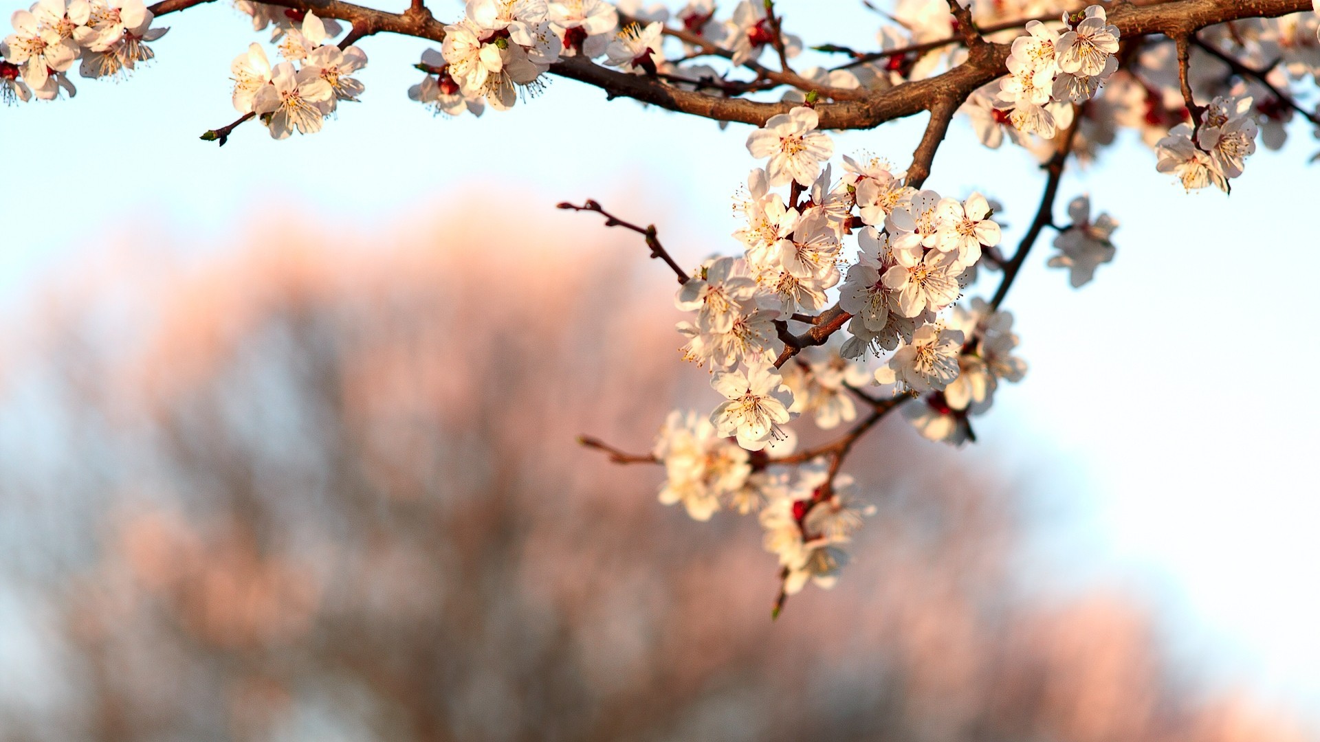 kwiaty sakura kwitnienie wiosna gałąź