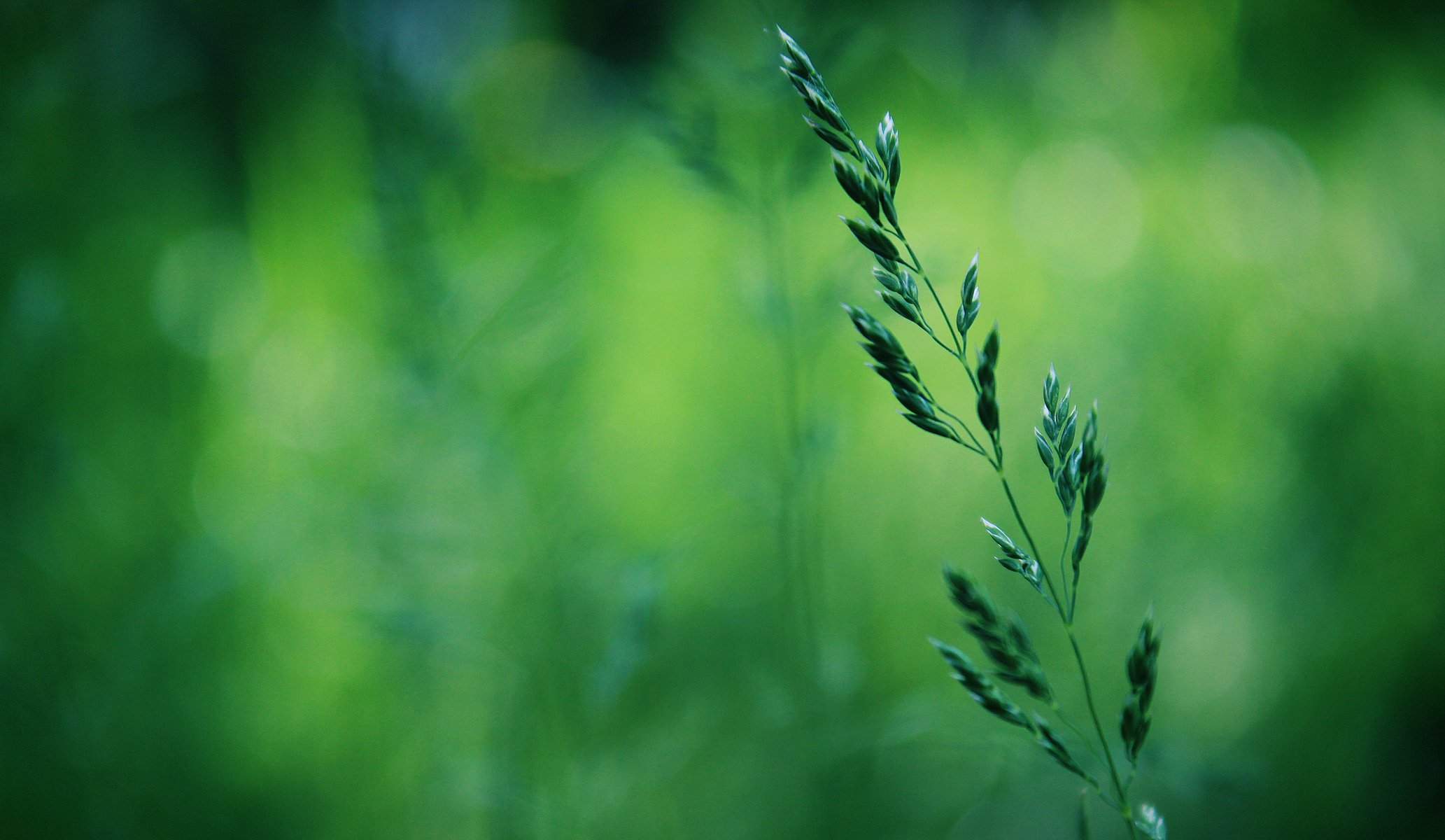 hierba bokeh verde macro primavera