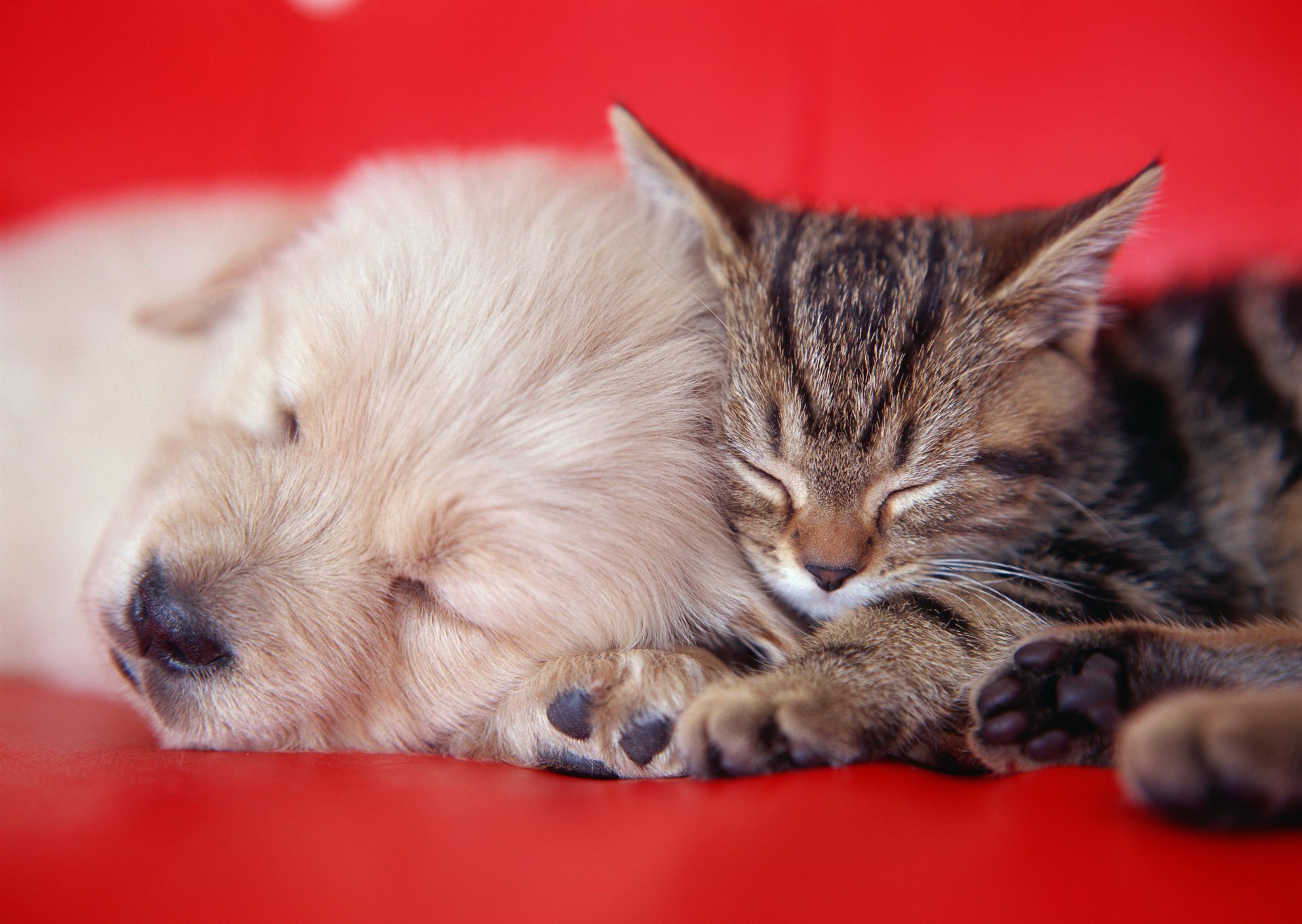 kitty puppy sofa