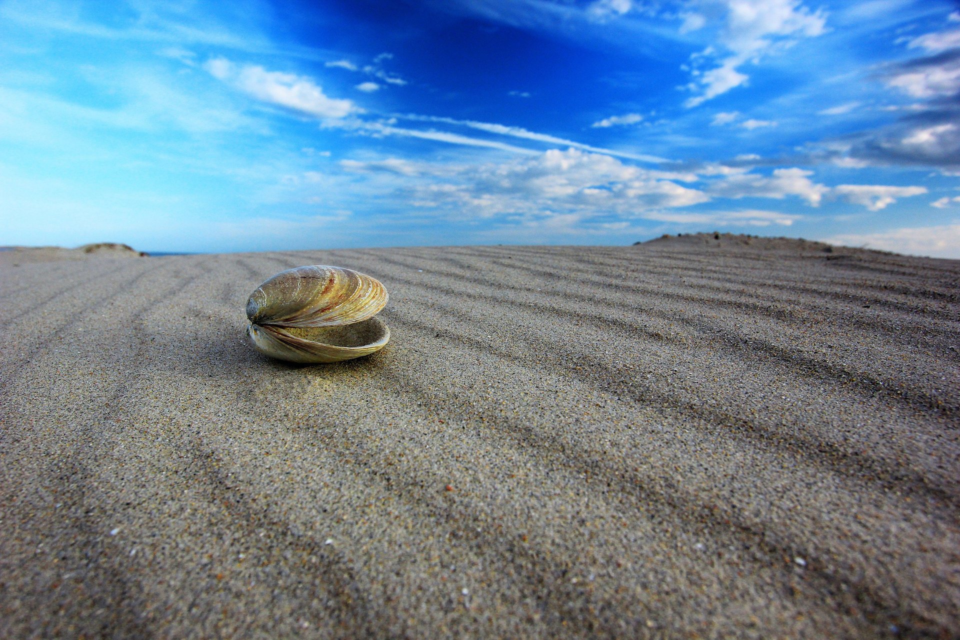 gros plan coquillage sable ciel