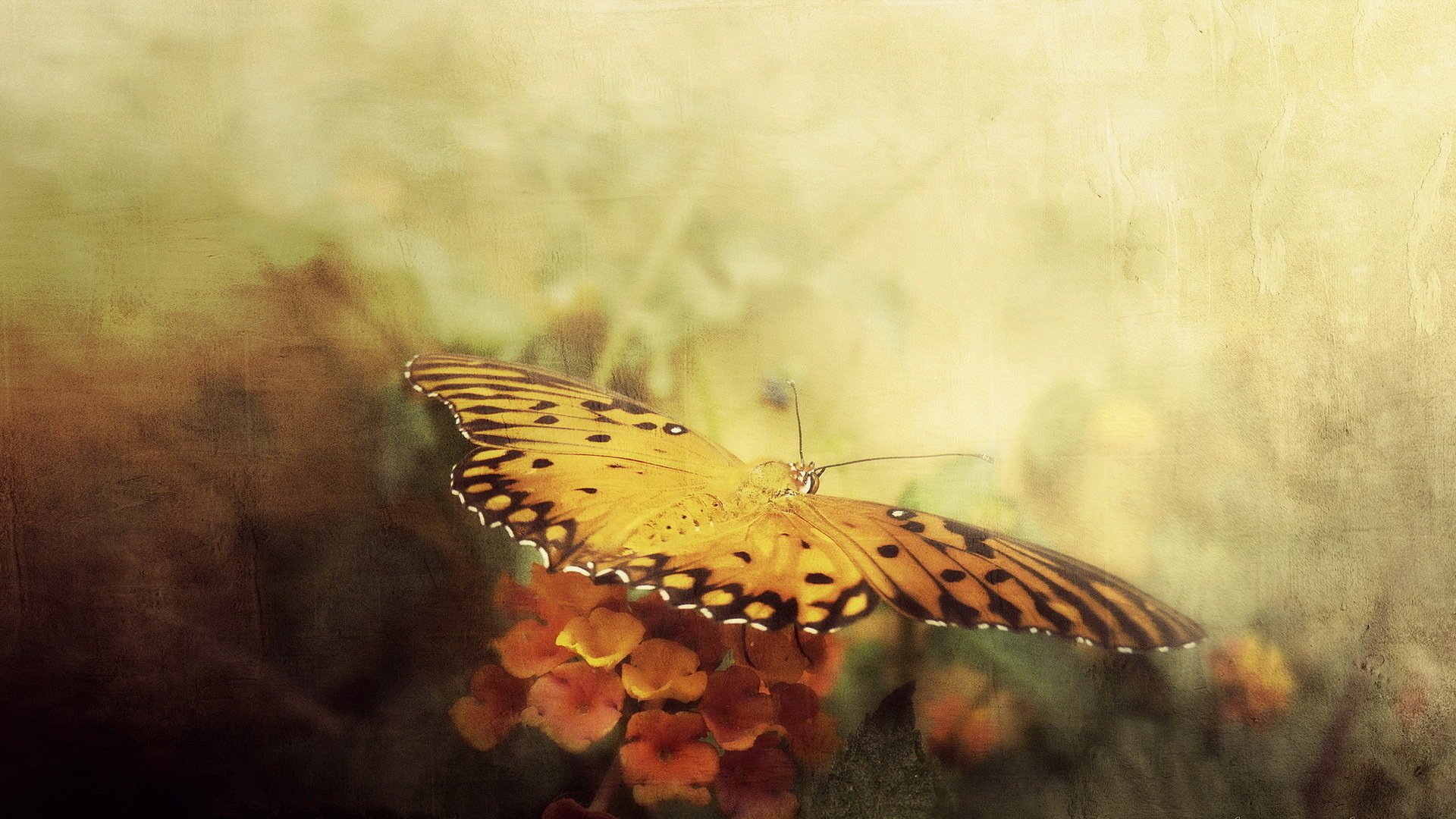 butterfly style background