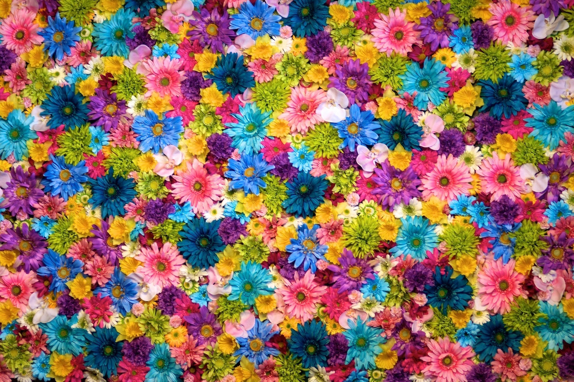 walls flower flowers various multicolored