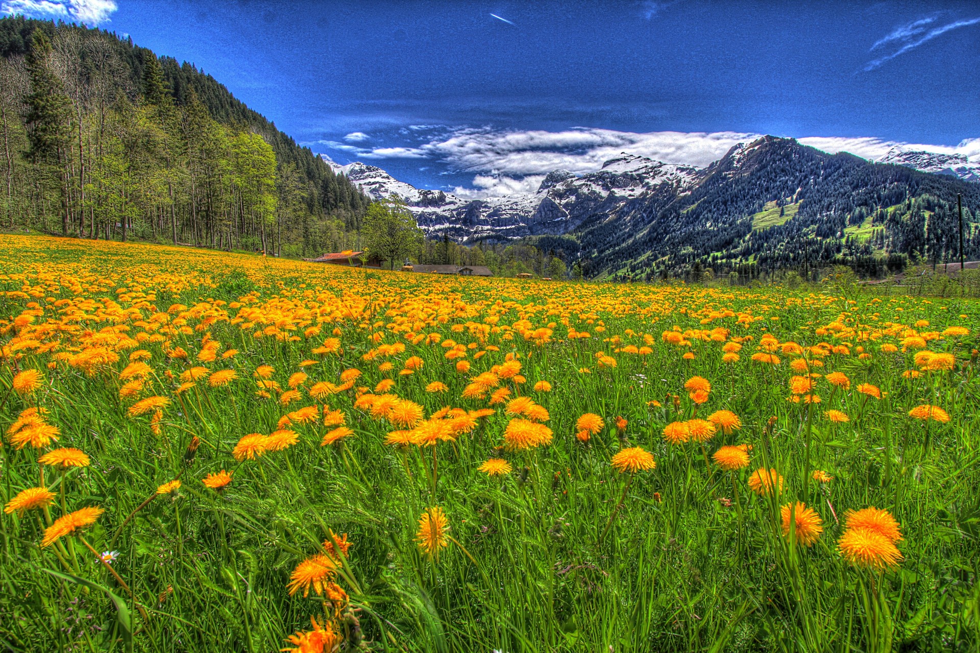 paesaggio montagne neve fiori natura