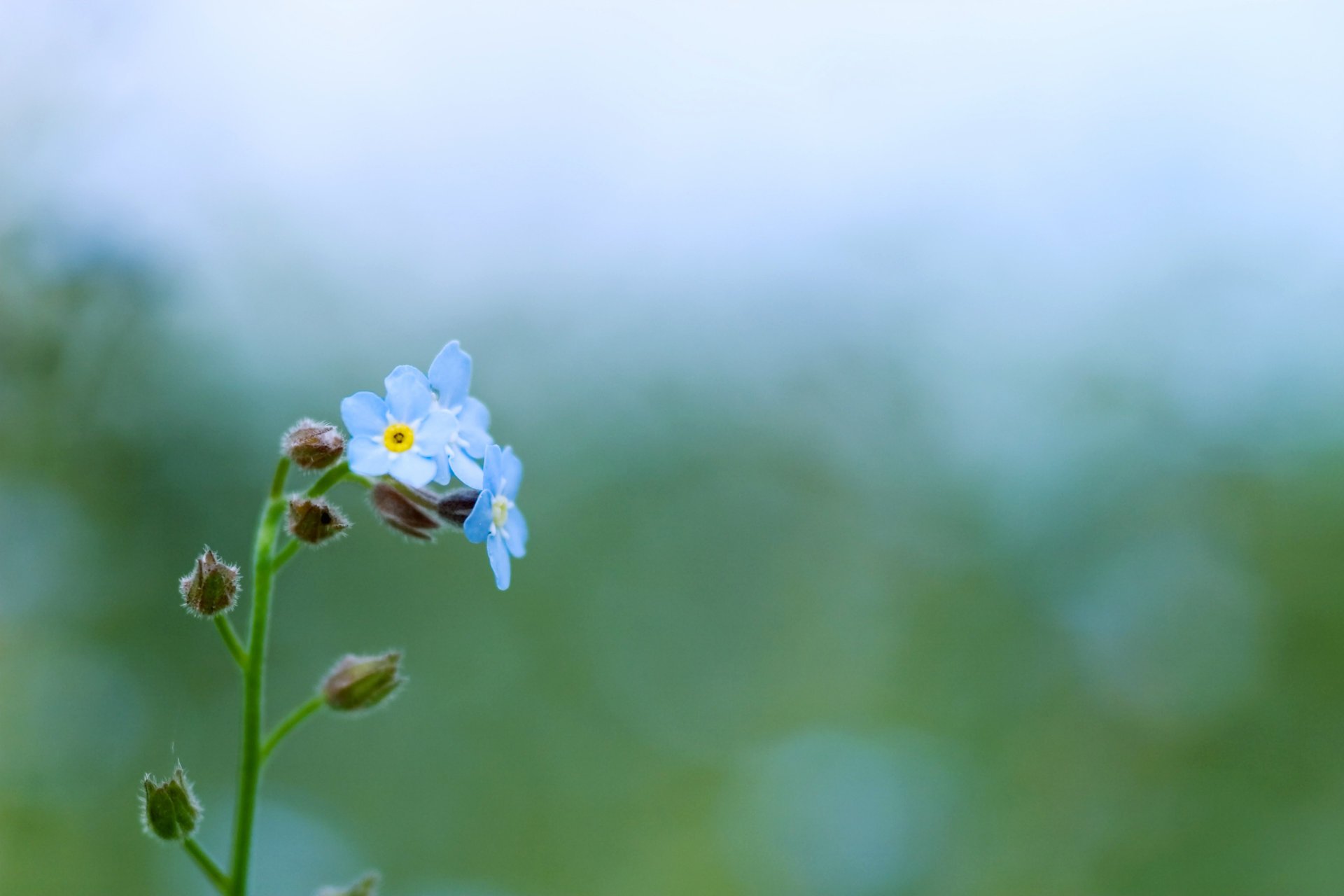 blumen farbe vergissmeinnicht grün pflanze blau